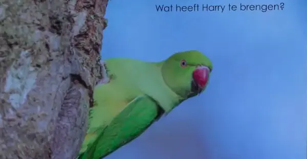 De onmisbare rol van Harrys binnen organisaties